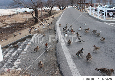 鴨の群れ 4187820