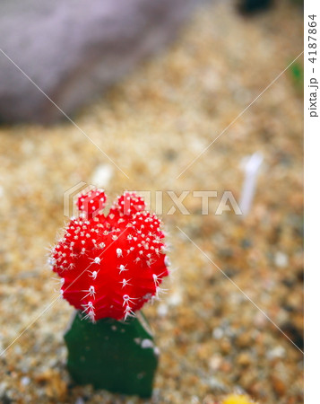 ギムノカリキウム5 4187864