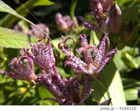 ホトトギス 4188220