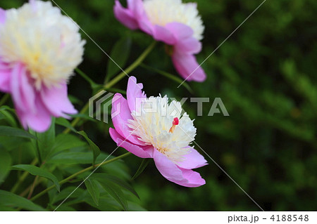 春に咲く花 芍薬の花 春に咲く花 芍薬の花 4188548