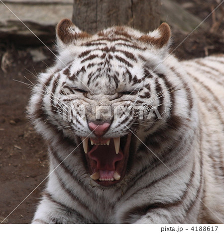 ホワイトタイガー トラ 威嚇の写真素材
