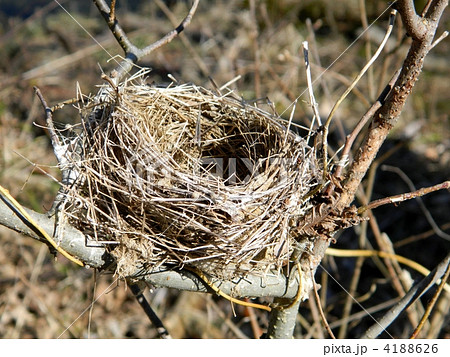 小鳥の巣 4188626
