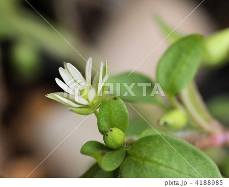 早春のハコベの花 クローズアップ の写真素材 415