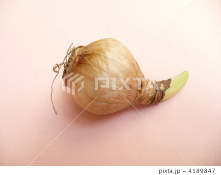 スイセンの球根　発芽　発根 4189847