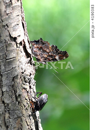 ルリタテハ 4190383