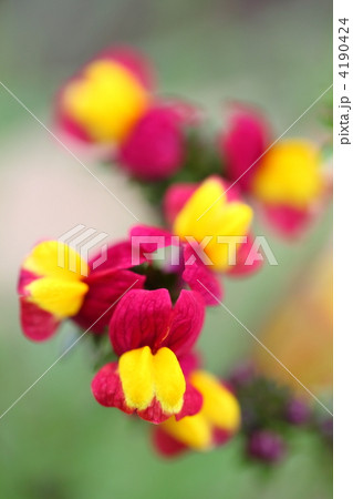 リナリア 4190424