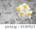 4190923