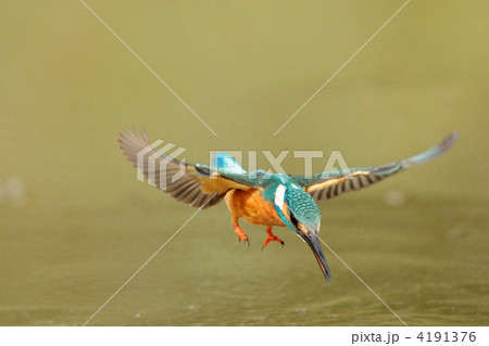 カワセミのホバリング カワセミのホバリング 4191376