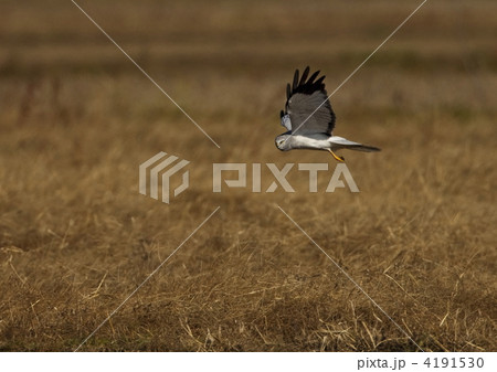 ハイイロチュウヒ 4191530