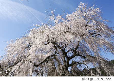 大照寺跡のしだれ桜 大照寺跡のしだれ桜 4191722