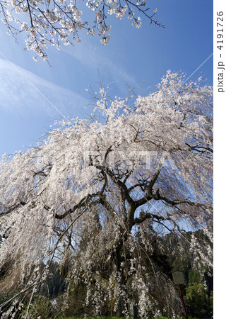 大照寺跡のしだれ桜 大照寺跡のしだれ桜 4191726