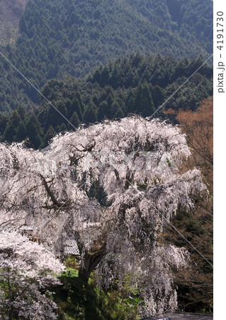 大照寺跡のしだれ桜 4191730