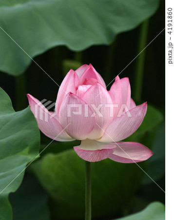 大賀蓮 大賀蓮 4191860