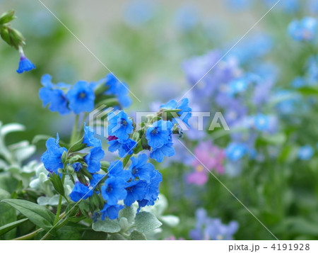 プルモナリア 4191928