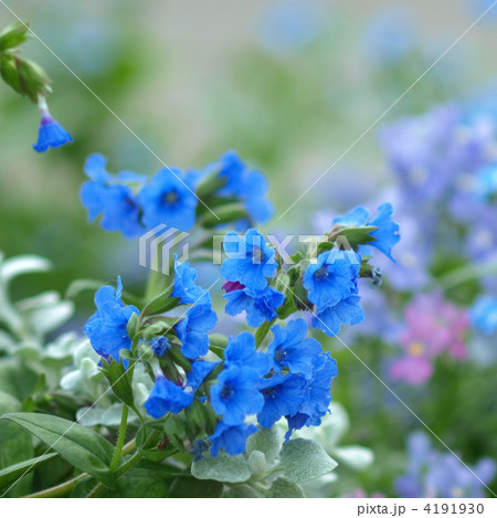 プルモナリア 4191930