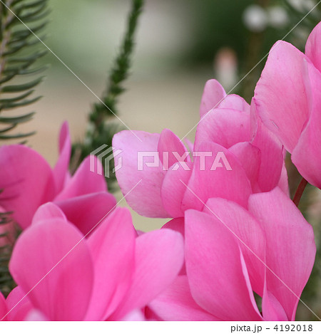 シクラメン 4192018