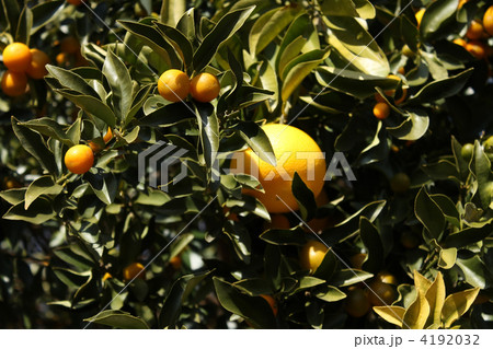 アマナツミカン 4192032