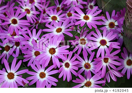 セネシオ・セネッティ 4192045