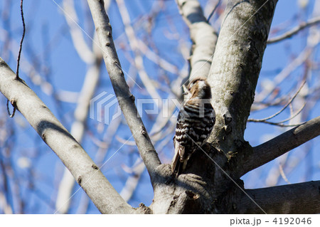 コゲラ コゲラ 4192046