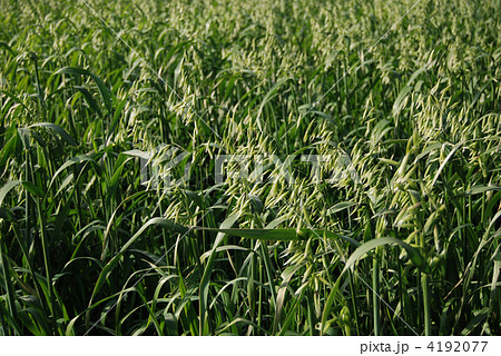 エンバク 4192077