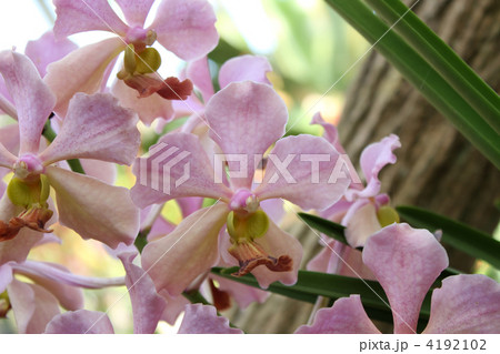 ファレノプシス ファレノプシス 4192102