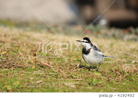 ハクセキレイ ハクセキレイ 4192402