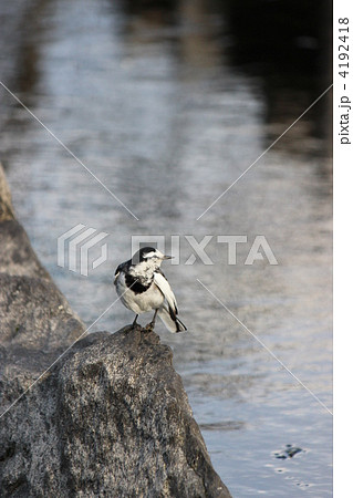 ハクセキレイ 4192418