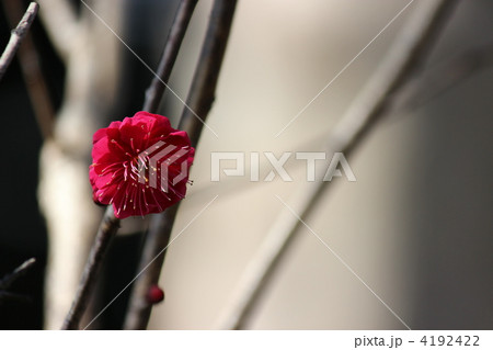 紅梅 紅梅 4192422
