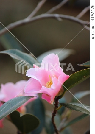 ワビスケ 4192426