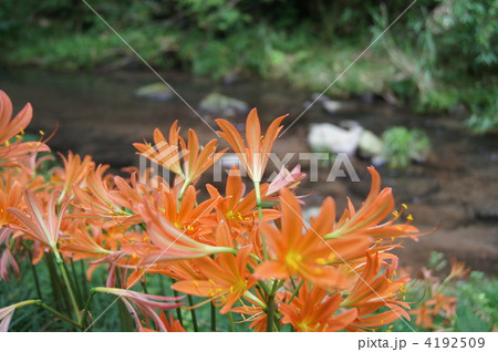 ヤマユリ ヤマユリ 4192509