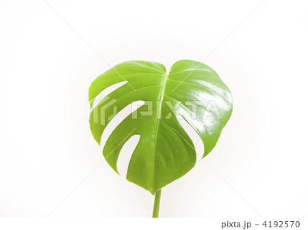 モンステラの葉 モンステラの葉 4192570