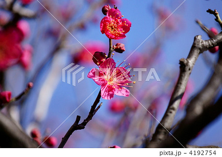 紅梅の緋梅(ひばい)の開花です。 花びらの先が尖っています。 紅梅の緋梅(ひばい)の開花です。 花びらの先が尖っています。 4192754