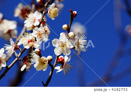 白梅 南高梅の開花です。 白梅 南高梅の開花です。 4192755