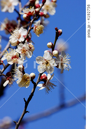 白梅　南高梅の開花です。 4192756