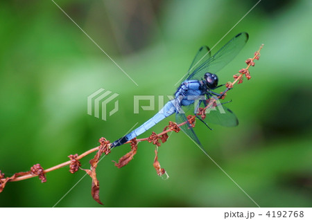 塩辛蜻蛉 木陰で一休み。 塩辛蜻蛉 木陰で一休み。 4192768