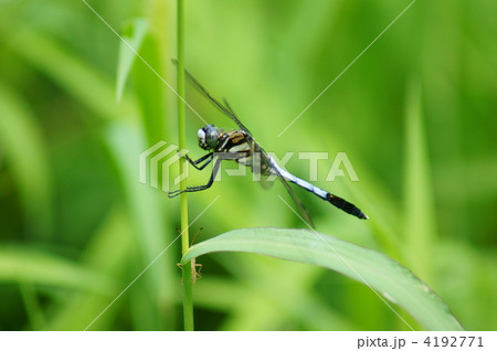 塩辛蜻蛉 しがみ付いて休憩中。 塩辛蜻蛉 しがみ付いて休憩中。 4192771