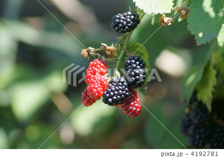 ブラックベリー　木苺としては大型で美味しそう。 4192781