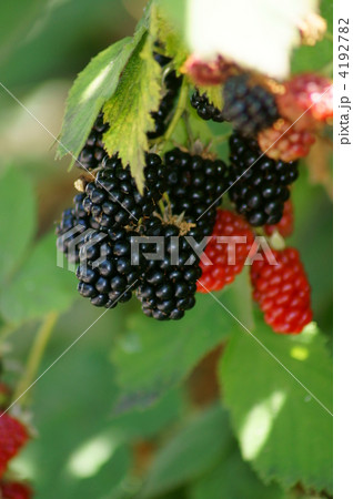 ブラックベリー　木苺としては大型で美味しそう。 4192782