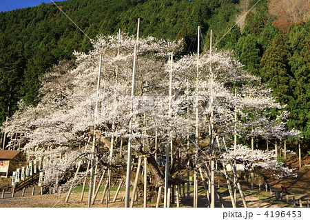 朝焼けの薄墨桜 4196453