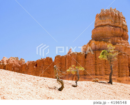 Trees of Bryce Canyon Trees of Bryce Canyon 4196548
