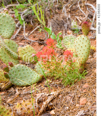 Prickly Pear Prickly Pear 4196600