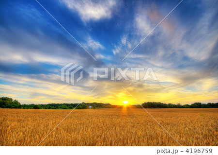 Wheat sunset 4196759