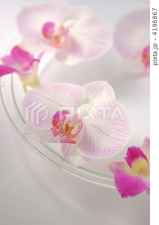 フローティングフラワー 4196867