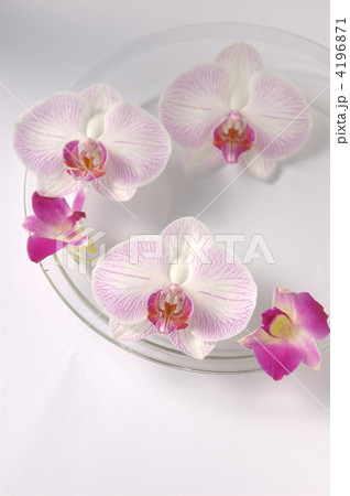 フローティングフラワー 4196871