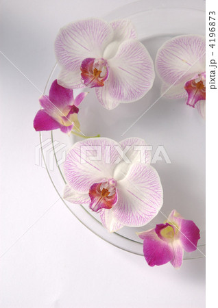 フローティングフラワー フローティングフラワー 4196873