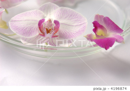 フローティングフラワー フローティングフラワー 4196874