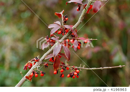 ニシキギ果実 ニシキギ果実 4196963