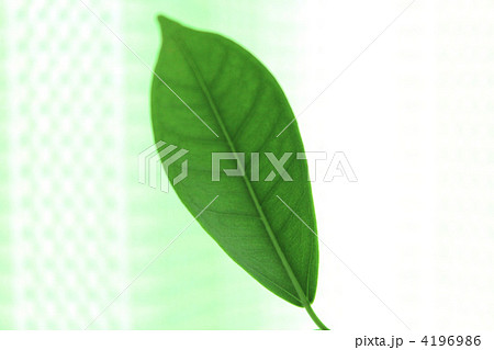 ガジュマルの葉 4196986