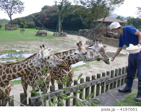飼育員のキリンの餌やり 飼育員のキリンの餌やり 4197001