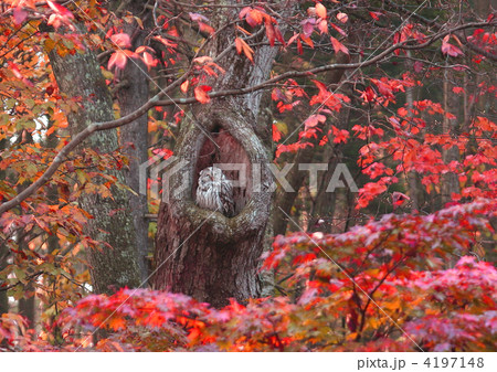 紅葉の中のえぞふくろう 紅葉の中のえぞふくろう 4197148